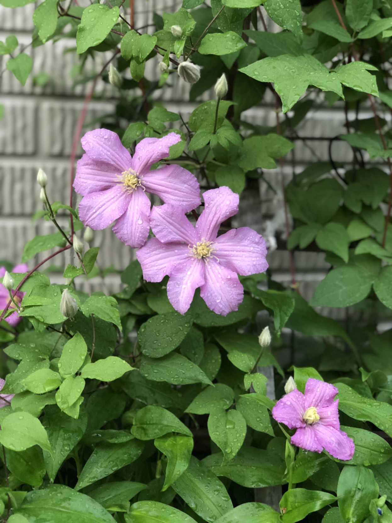 Clematis_vine in rain.jpg